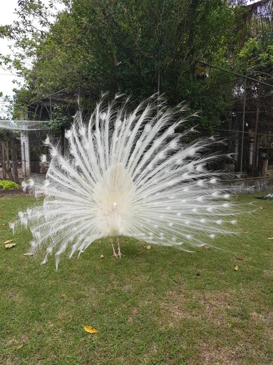 Pousada Pavao Branco Florianópolis Extérieur photo