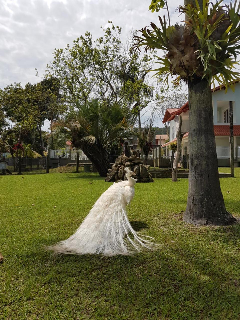 Pousada Pavao Branco Florianópolis Extérieur photo