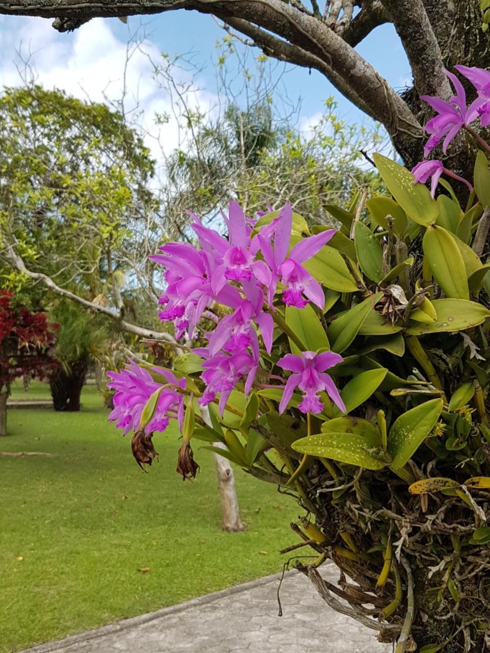 Pousada Pavao Branco Florianópolis Extérieur photo